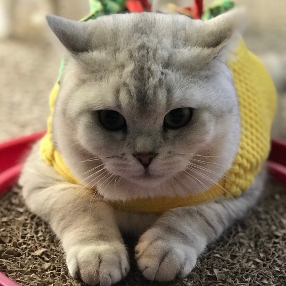 Meet your Posher, Caleb - Picture 4 of 4